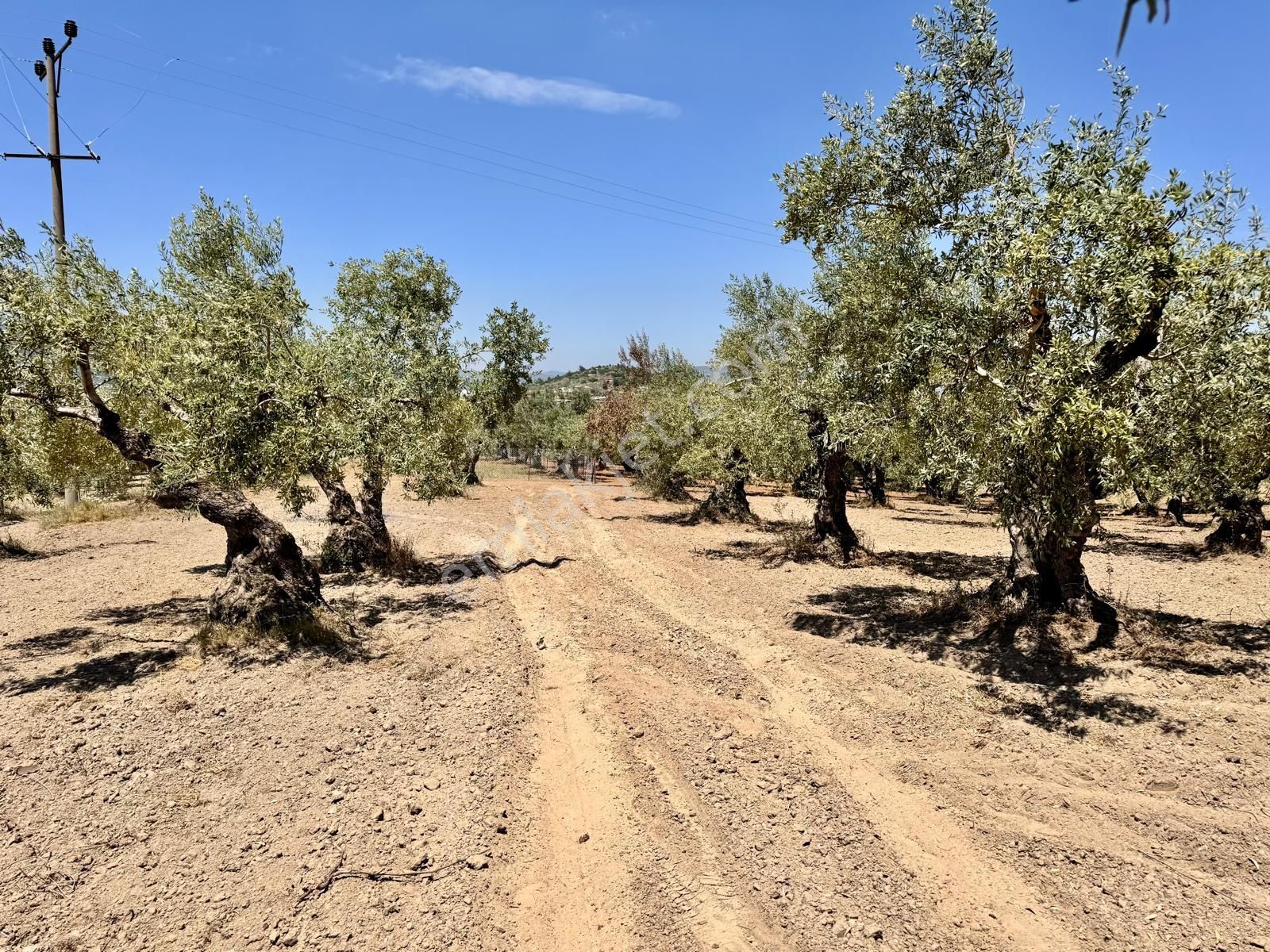 Hacımusa Da 687 M2 Zeytinlik , Önü Park - Görsel 9