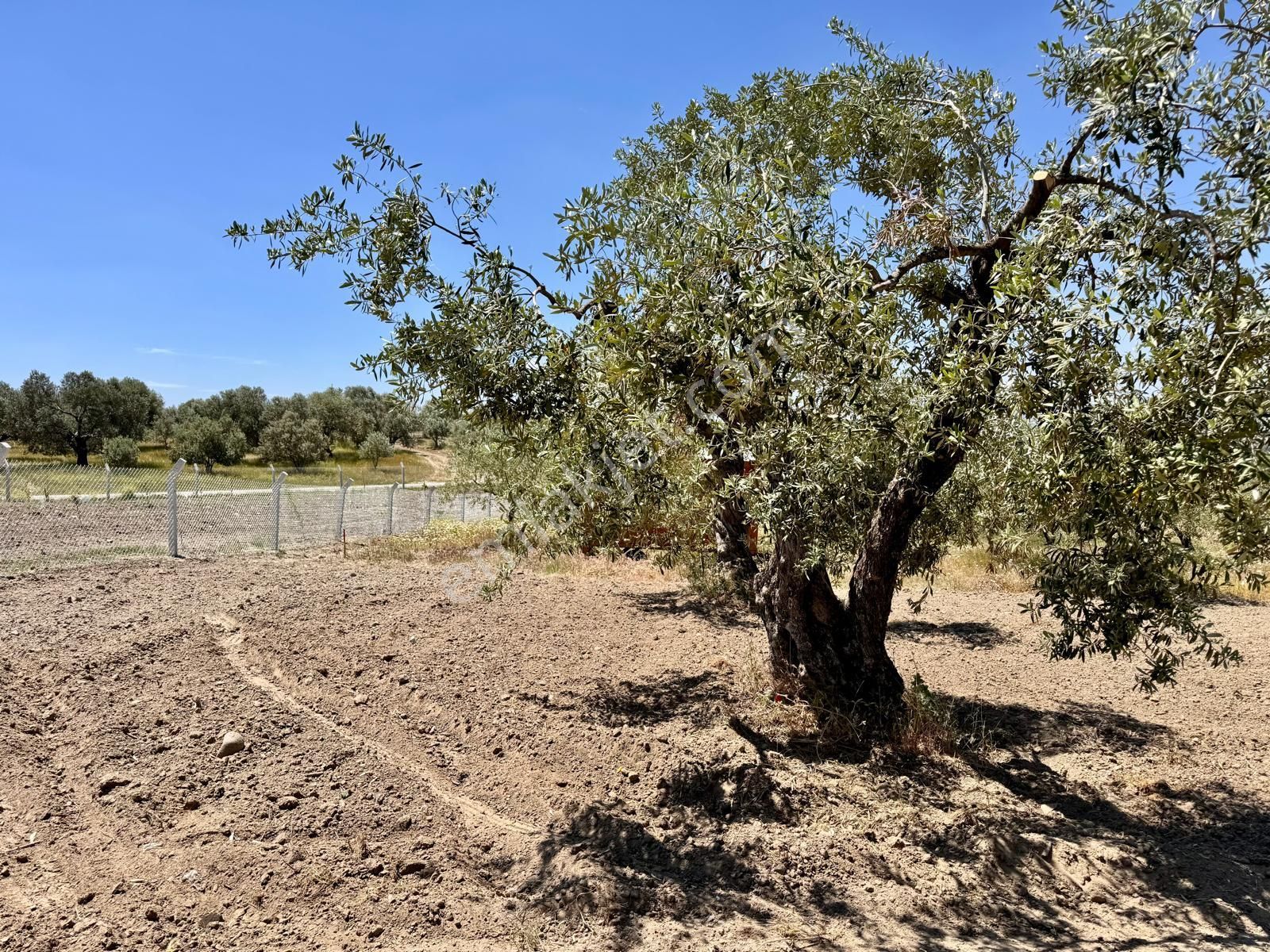 Hacımusa Da 687 M2 Zeytinlik , Önü Park - Görsel 2