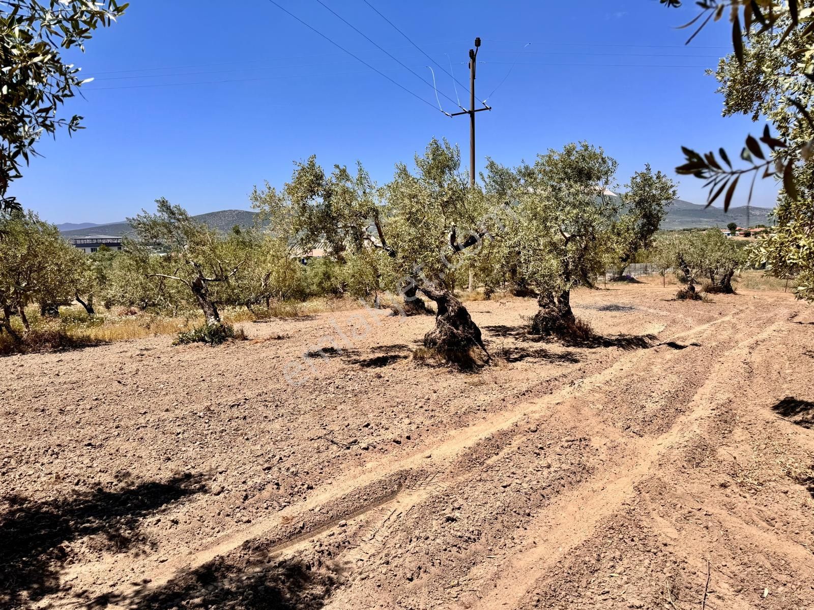 Hacımusa Da 687 M2 Zeytinlik , Önü Park - Görsel 4