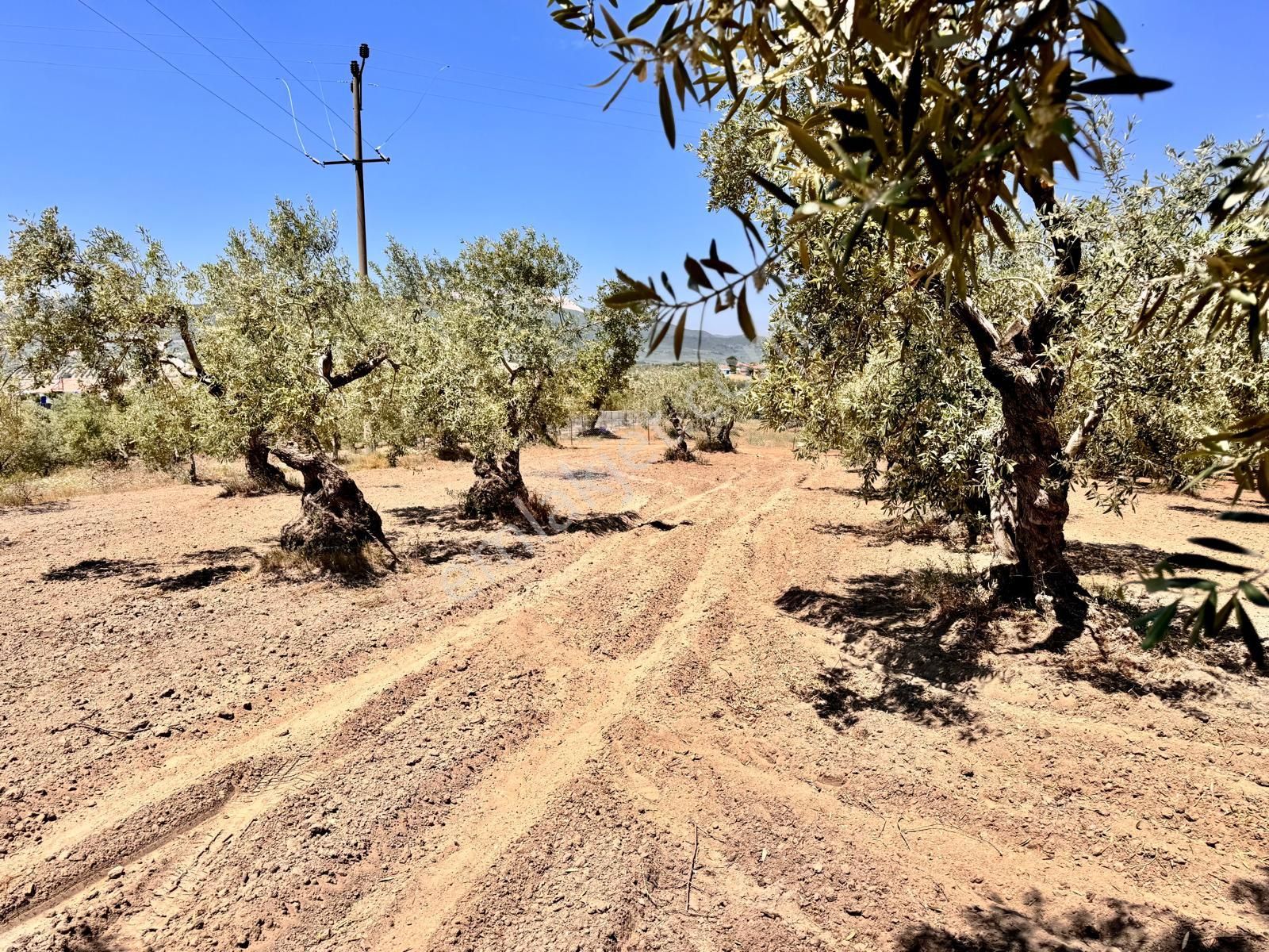 Hacımusa Da 687 M2 Zeytinlik , Önü Park - Görsel 3