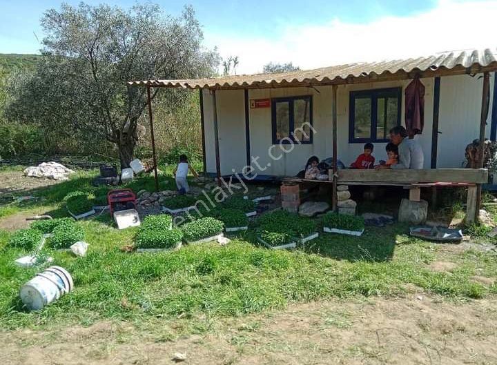 Güleç Gayrimenkulden Satılık Zeytinlik