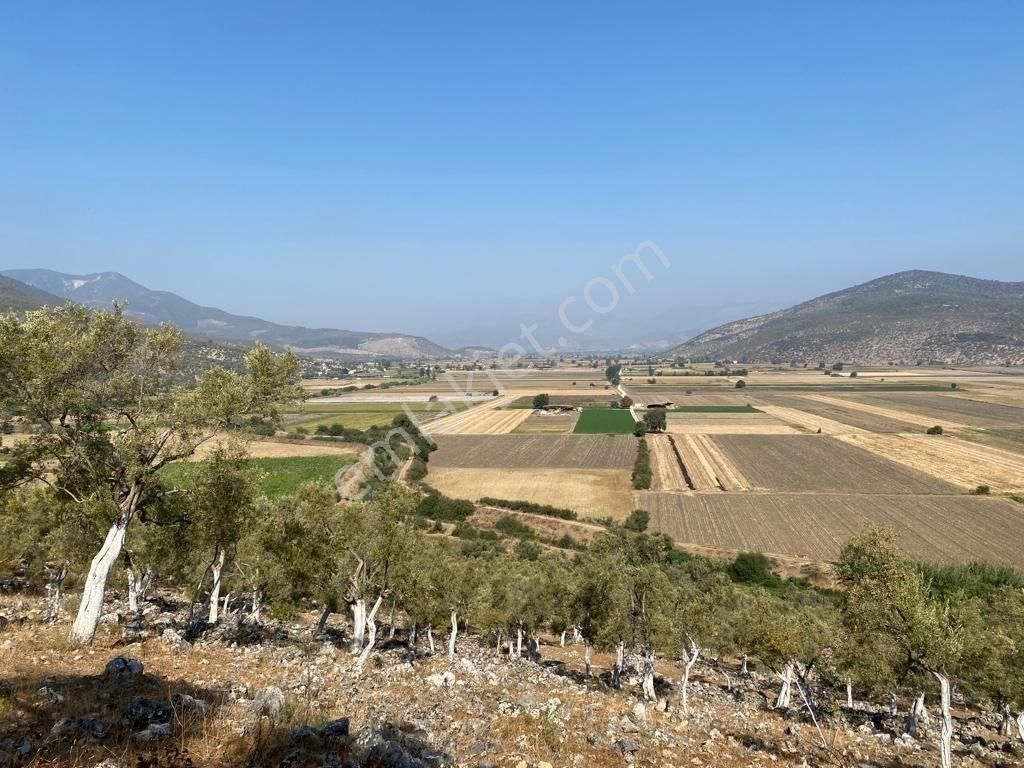 Milas Ovakışlacık'ta Ova Manzaralı Ulaşımı Kolay 84 Dönüm Satılık Arazi