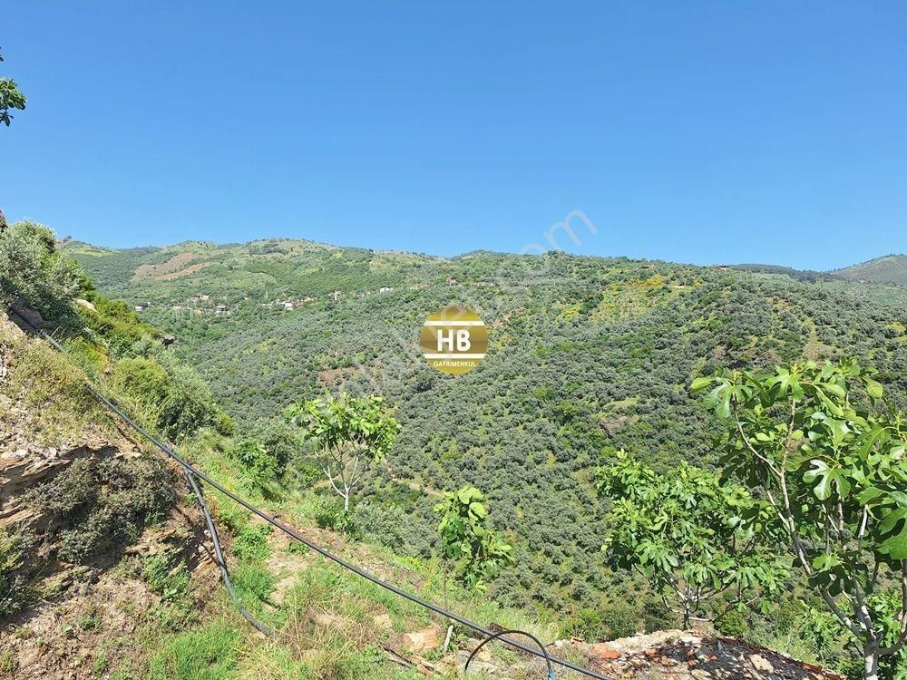 Hb'den Satılık,10.888 M² Köye Yakın,bakımlı,verimli Zeytinlik