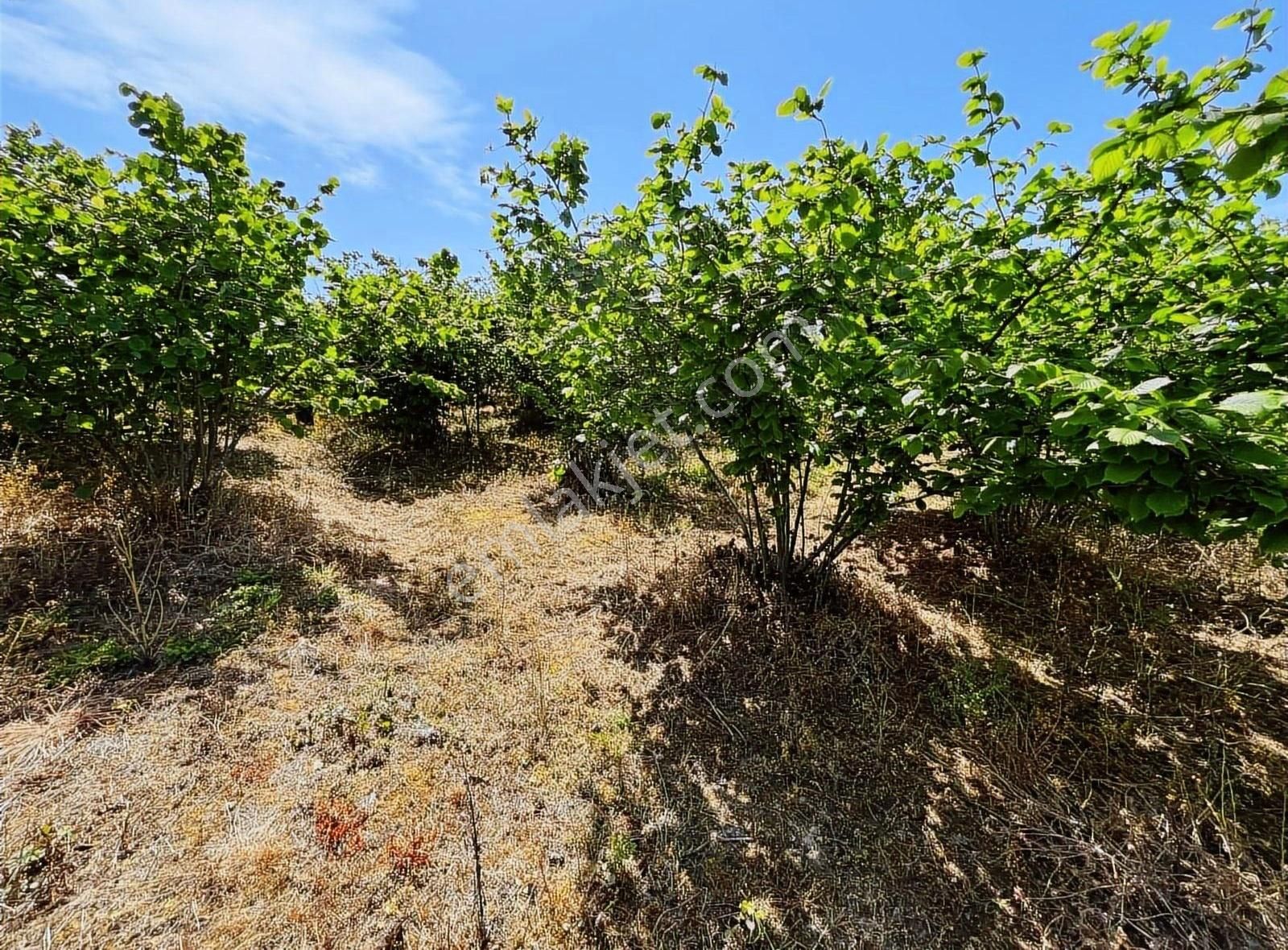 Eski Emlakdan 2643 M2 Kupon Fındıklık Yolu Mevcut