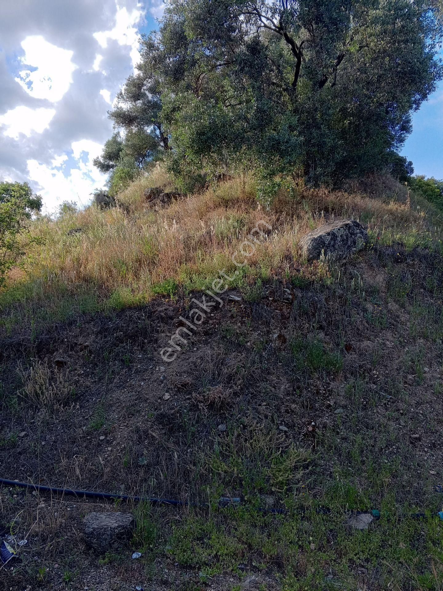 Nazilli Şahin Emlaktan Bayındır Mh Satılık Tarla