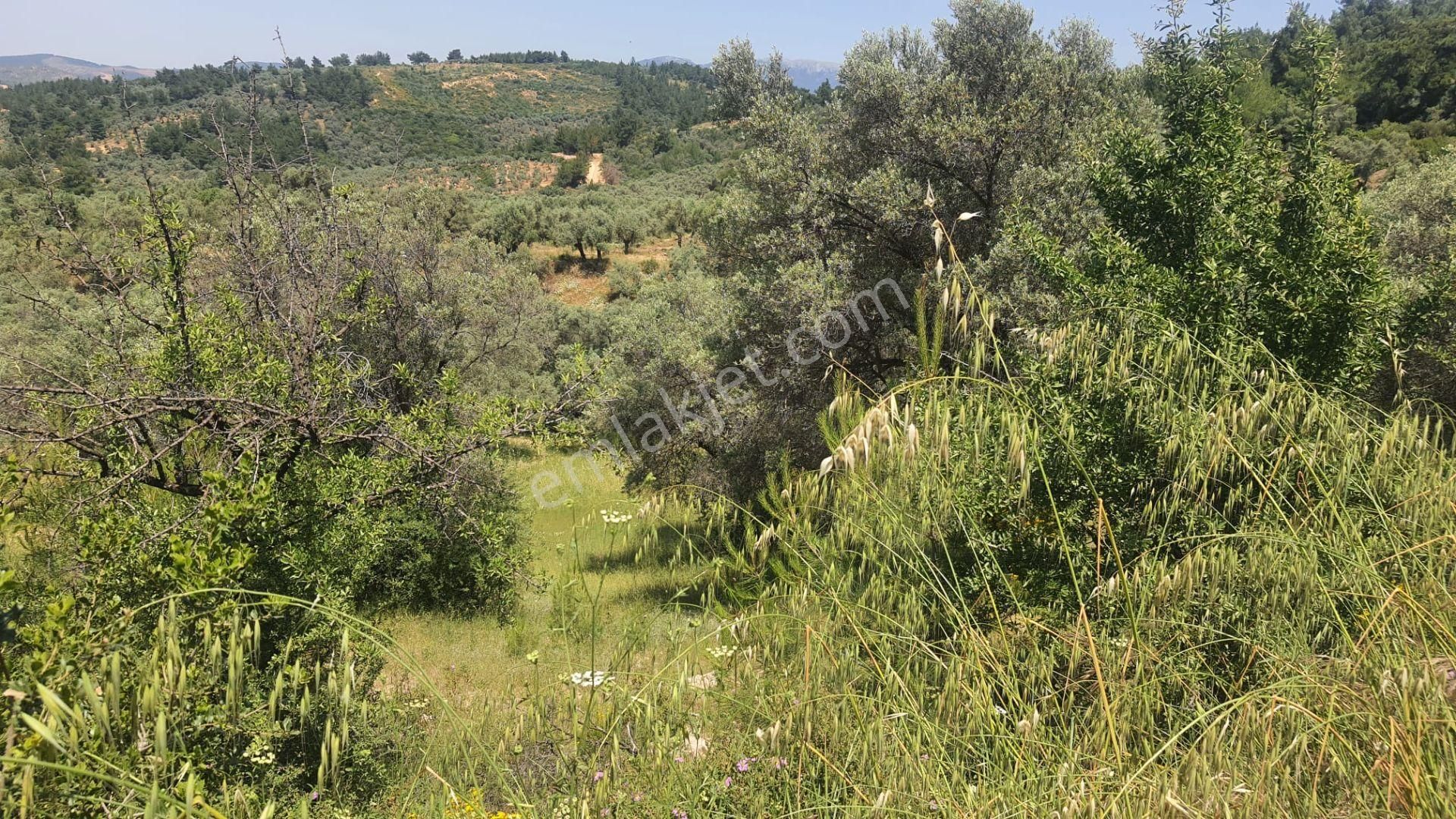 Torbalı Dirmil Köyünde Tek Tapu Satılık Zeytinlik