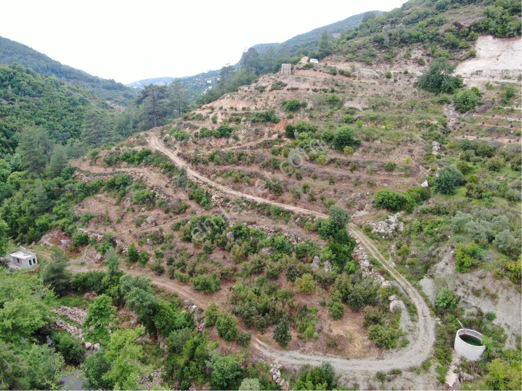 Alanya Yenice Mah. Çaya Sıfır Satılık Avakado Bahçesi 14.400 M2