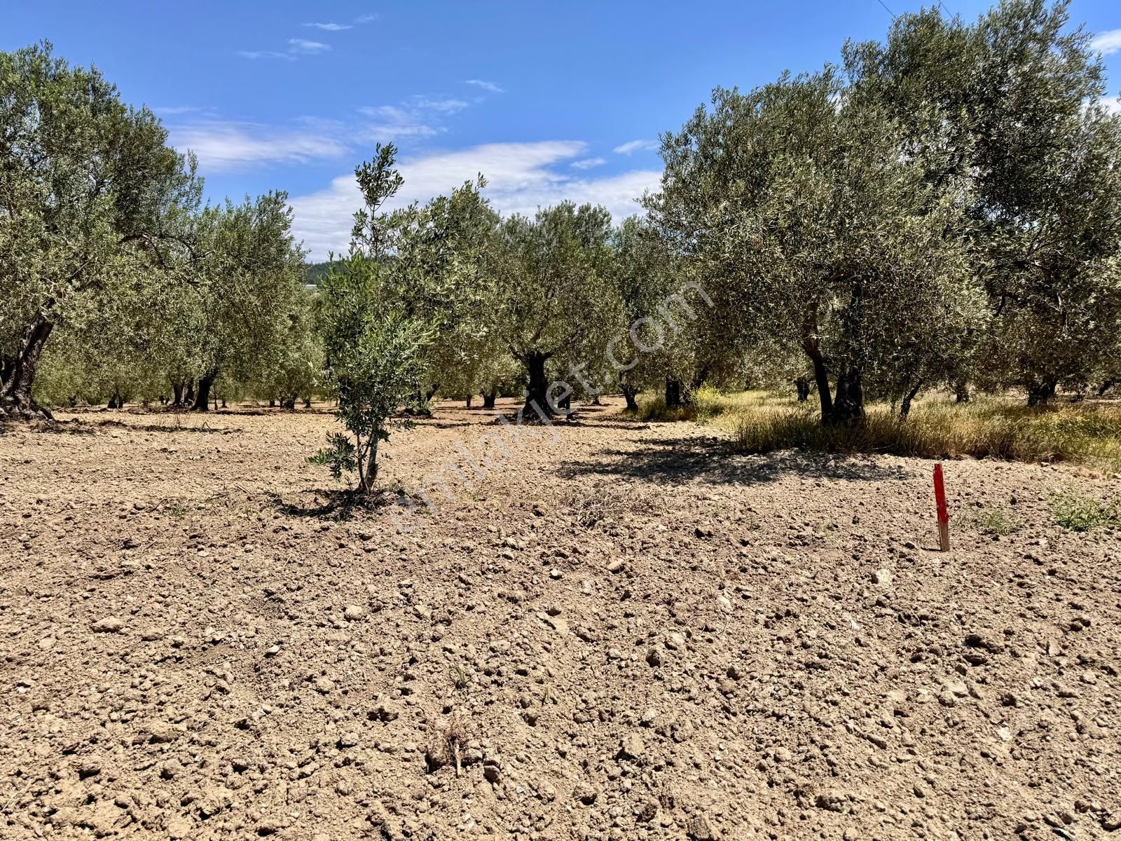 Manisa Hacımusa Da 1380 M2 Zeytinlik , Asfaltta - Görsel 2