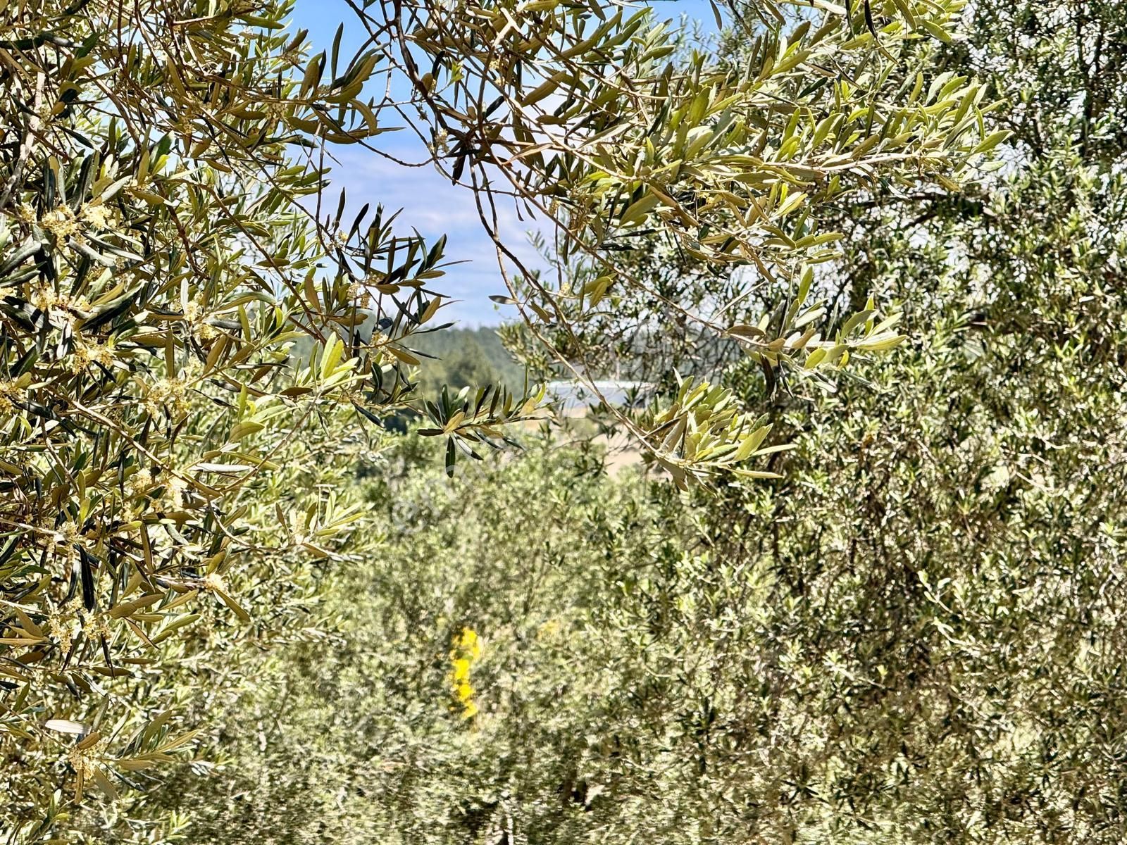 Manisa Hacımusa Da 1380 M2 Zeytinlik , Asfaltta - Görsel 21