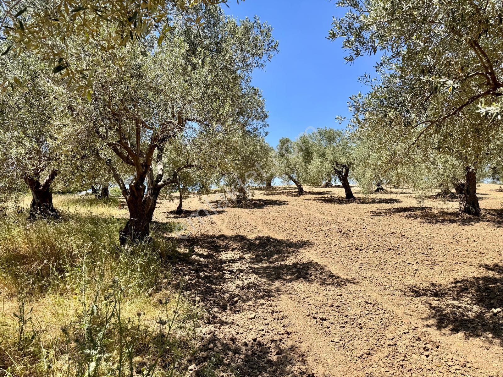Manisa Hacımusa Da 1380 M2 Zeytinlik , Asfaltta - Görsel 17
