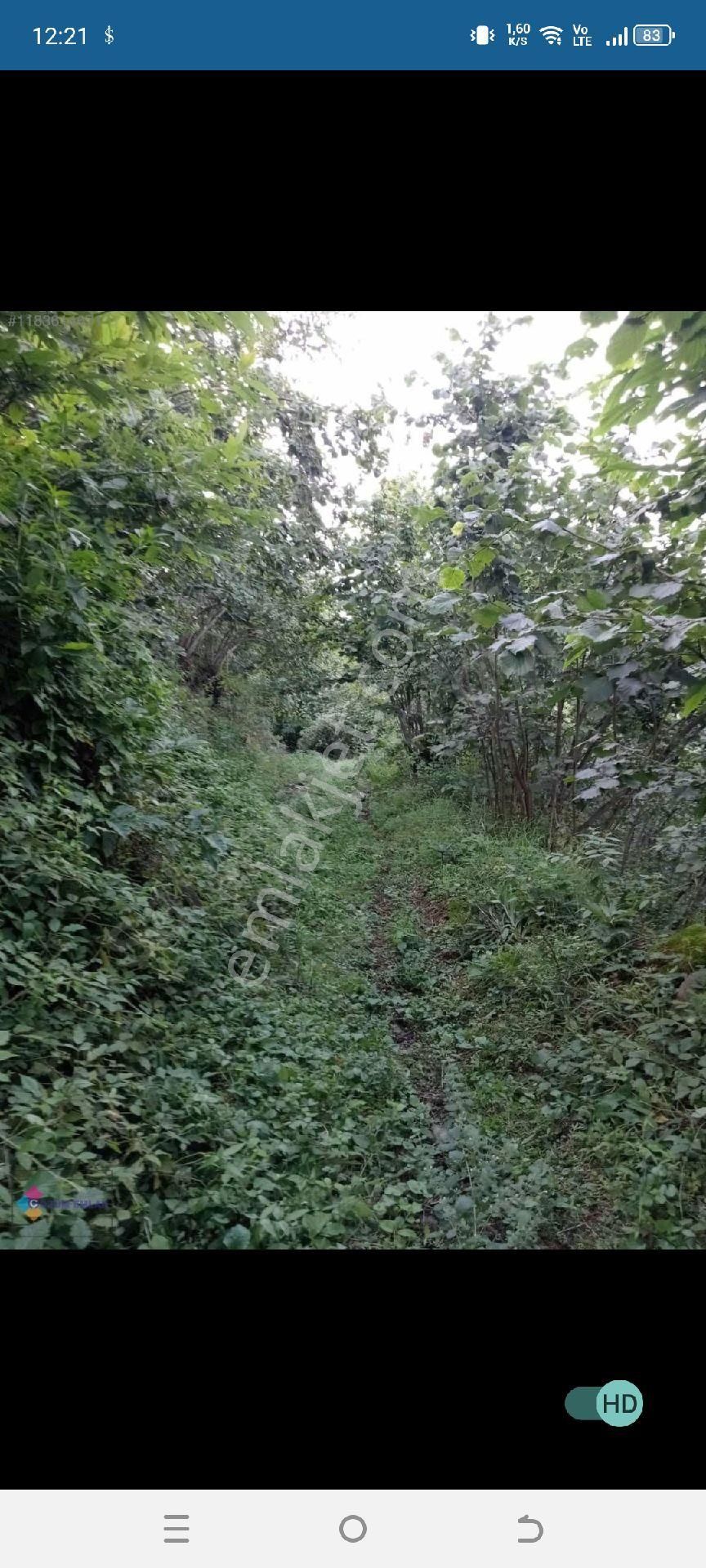 Satılık Fındık Bahçesi - Görsel 8