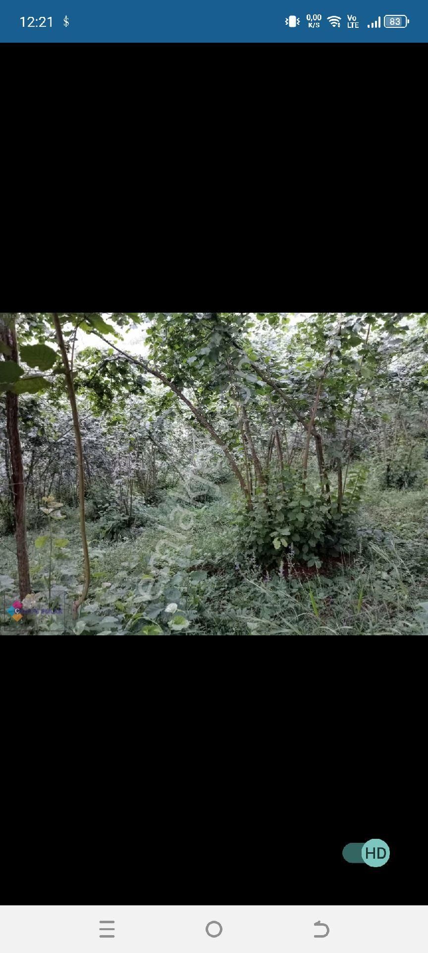 Satılık Fındık Bahçesi - Görsel 5