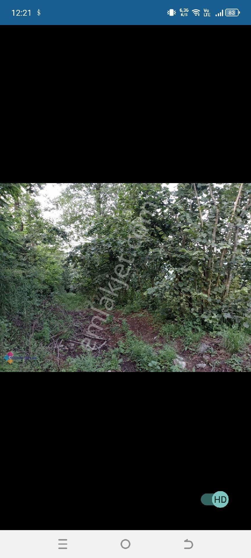 Satılık Fındık Bahçesi - Görsel 7