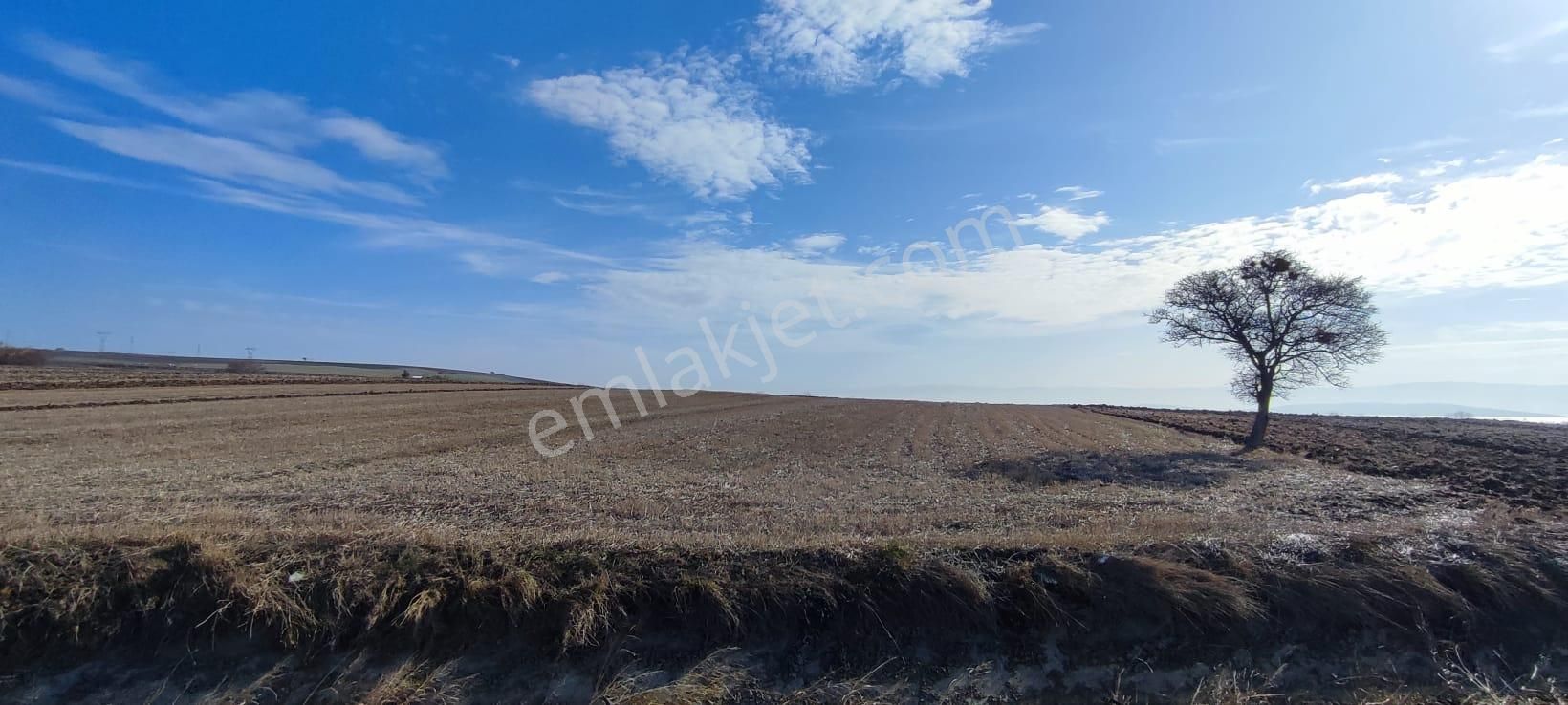 Bursa Karacabey Karakoca’da Satılık Tarlalar - Görsel 8
