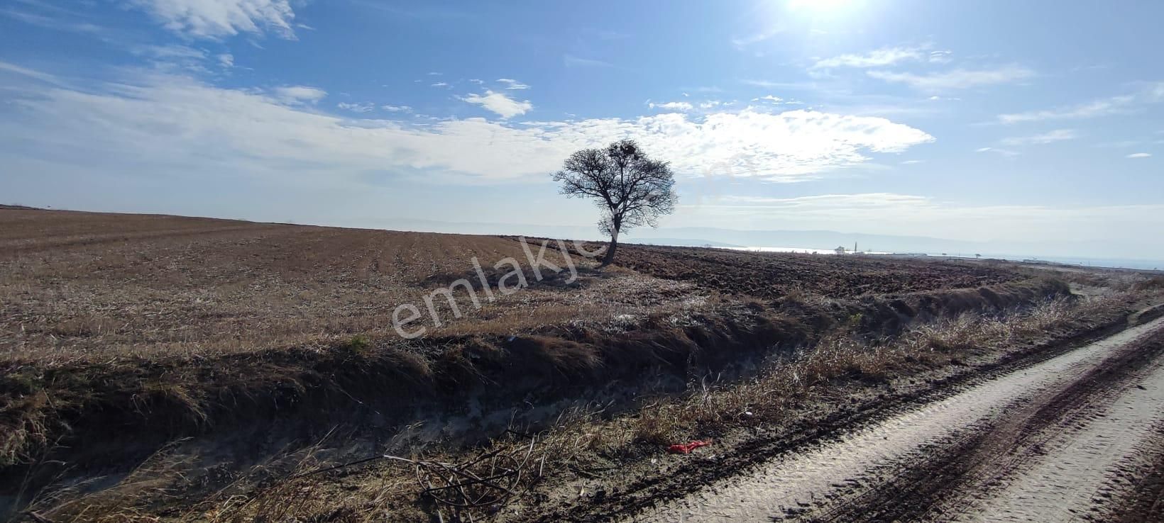 Bursa Karacabey Karakoca’da Satılık Tarlalar - Görsel 6