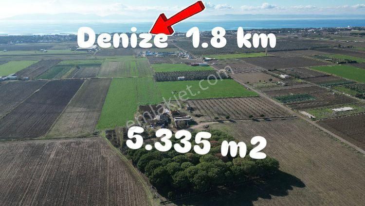 Ayvalıkta 5 Dönüm Müstakil Tarla