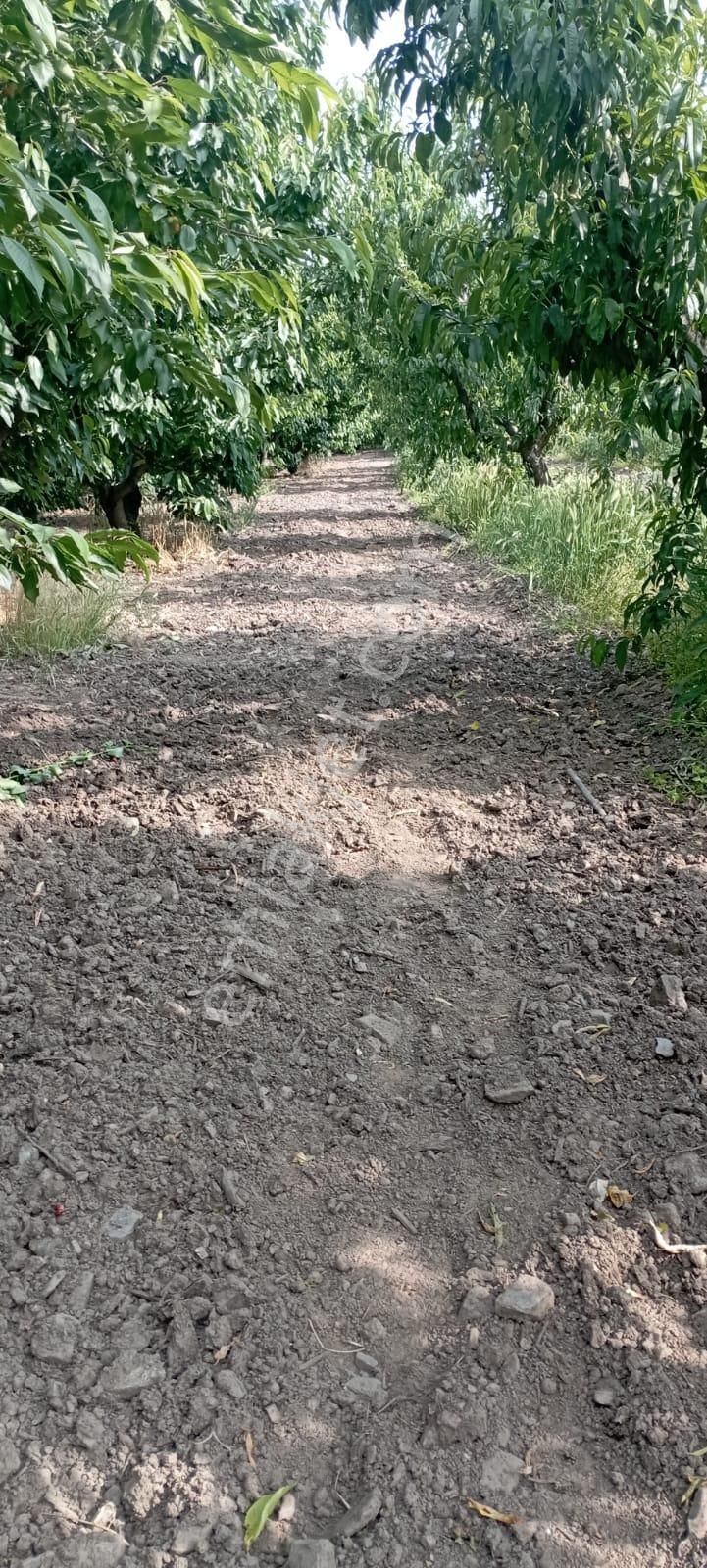 🚨 Yatırıma Değer! İzmir Kemalpaşa Bağyurdu’nda Yüksek Getirili Kiraz Bahçesi 🌳🌸
