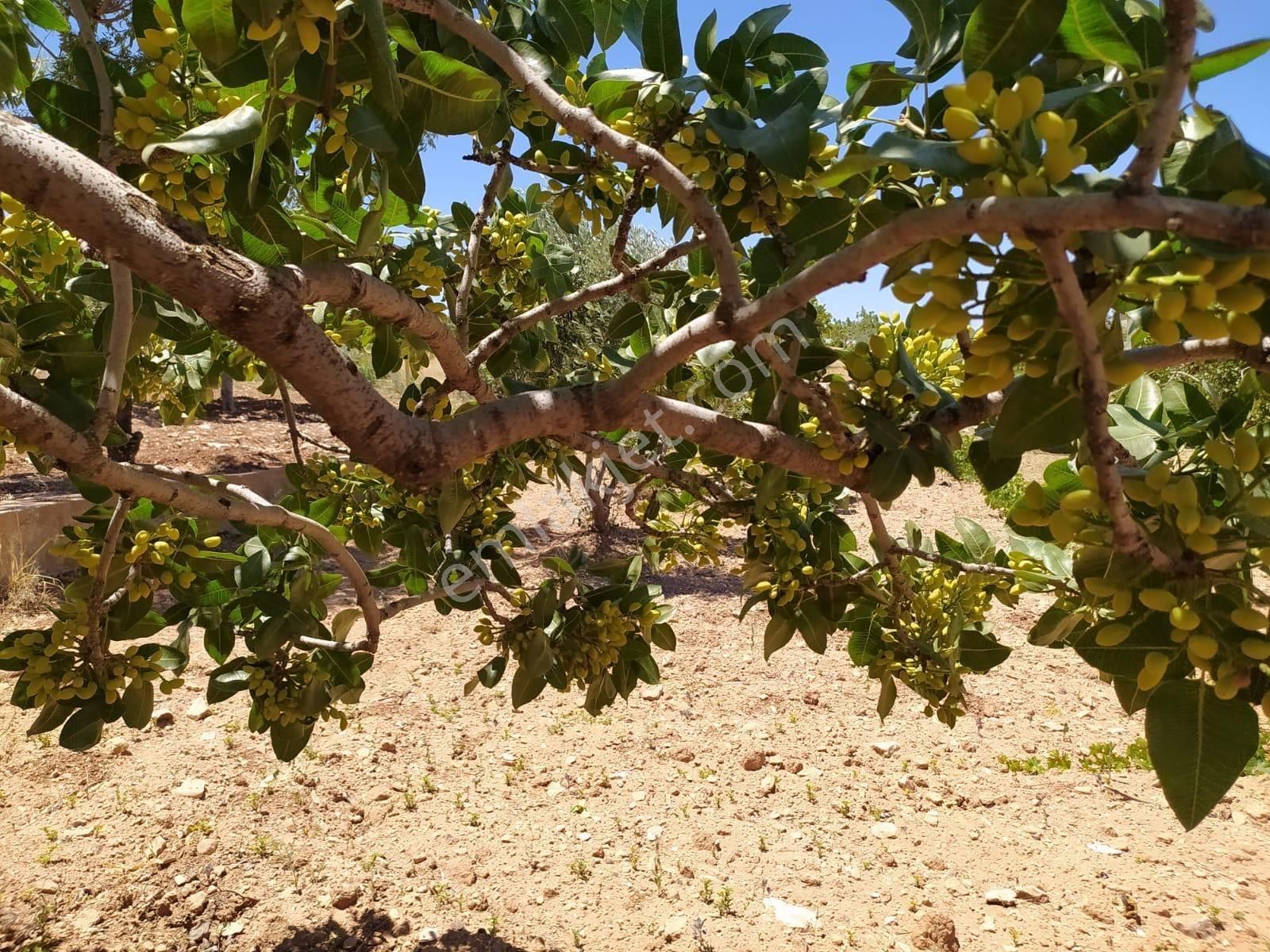 Cadde 17 Emlaktan Gölpınarda Otogar Projesine Sıfır Parsel