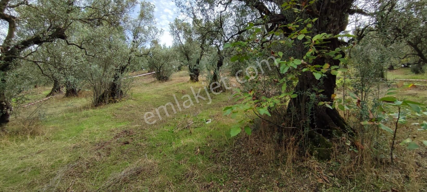 Bursa Gemlik Muratoba'da Satılık Zeytin Bahçesi - Görsel 7