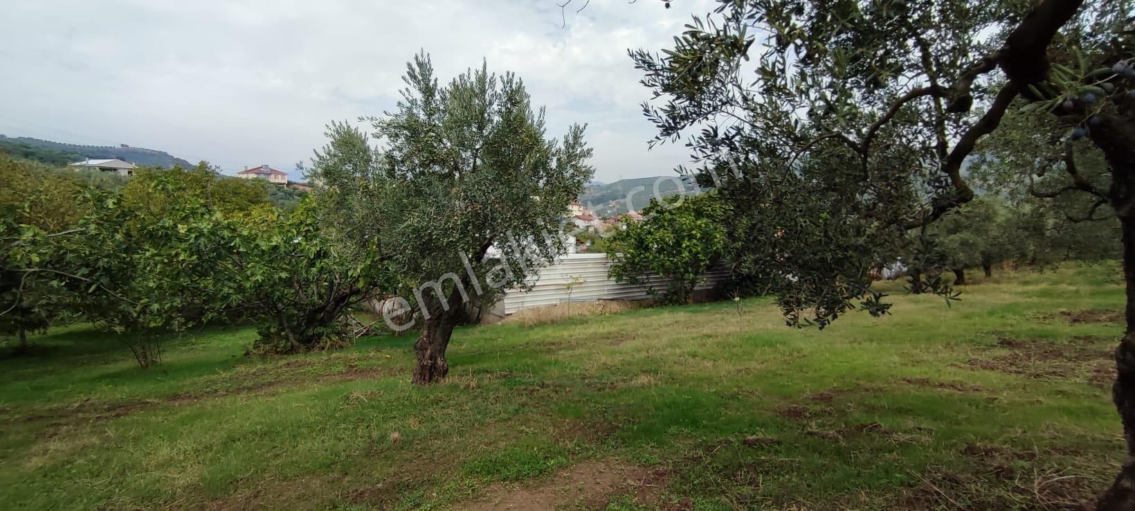 Bursa Gemlik Muratoba'da Satılık Zeytin Bahçesi - Görsel 24