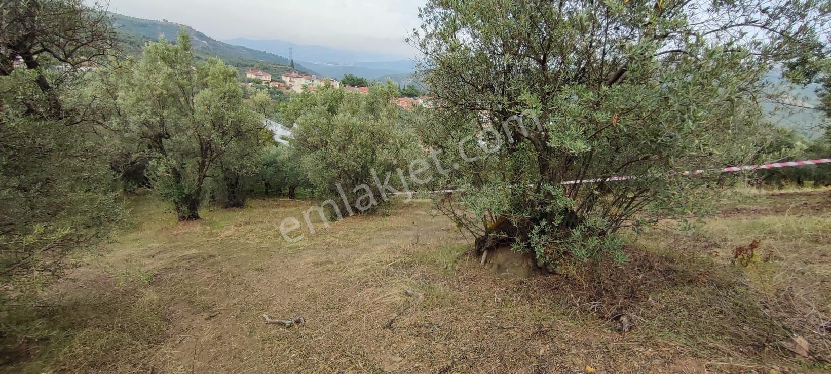 Bursa Gemlik Muratoba'da Satılık Zeytin Bahçesi - Görsel 2