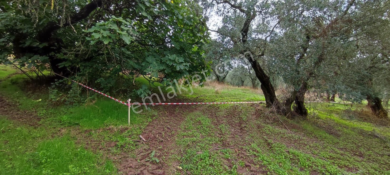 Bursa Gemlik Muratoba'da Satılık Zeytin Bahçesi - Görsel 16