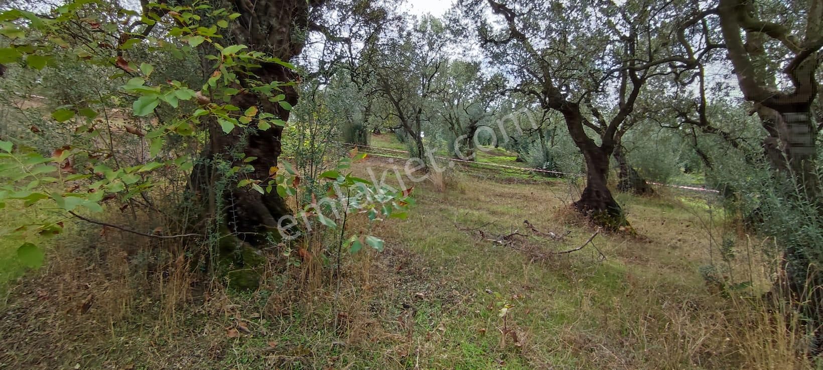 Bursa Gemlik Muratoba'da Satılık Zeytin Bahçesi - Görsel 22