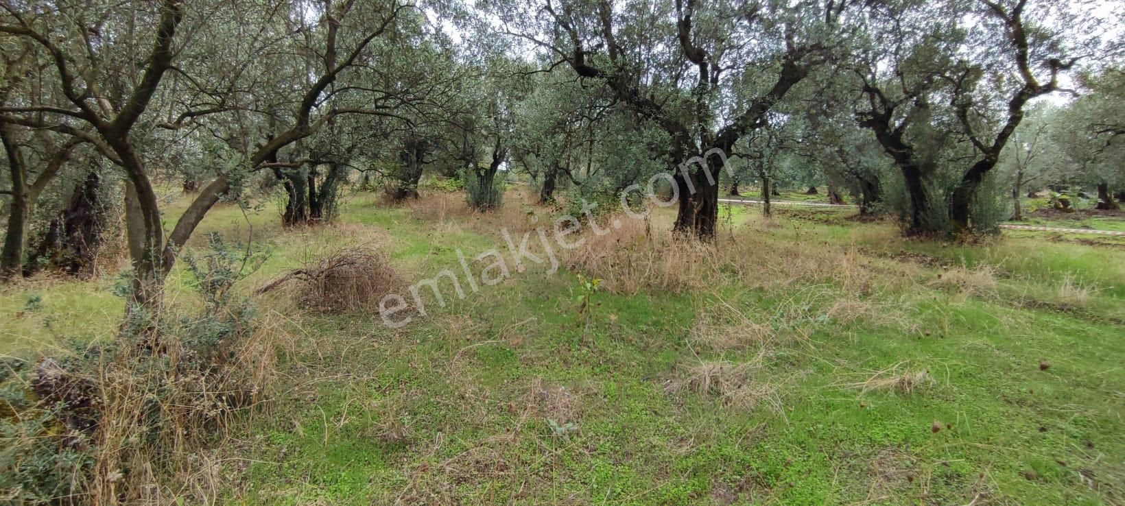 Bursa Gemlik Muratoba'da Satılık Zeytin Bahçesi - Görsel 18