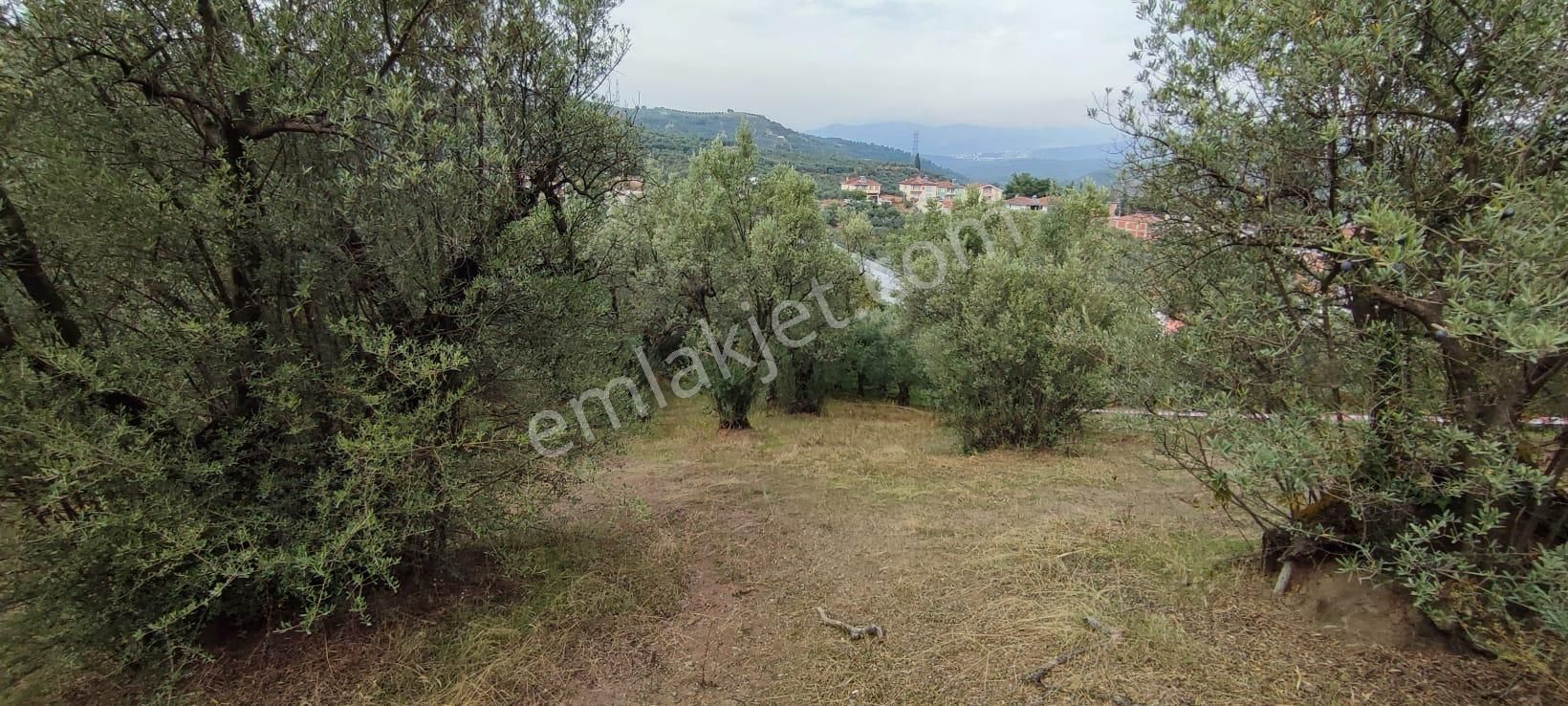 Bursa Gemlik Muratoba'da Satılık Zeytin Bahçesi - Görsel 3