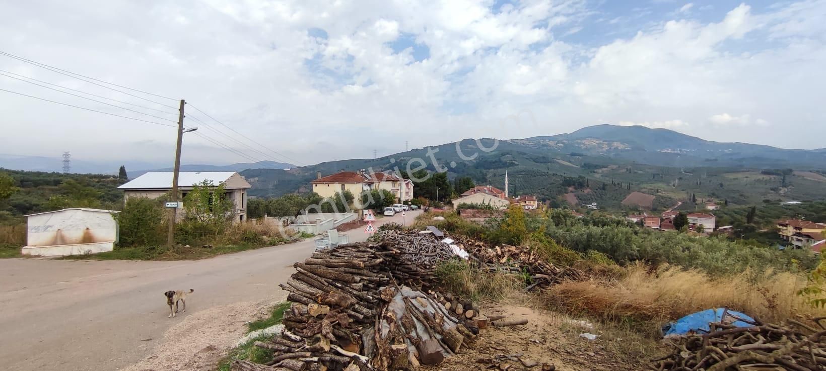 Bursa Gemlik Muratoba'da Satılık Zeytin Bahçesi - Görsel 28