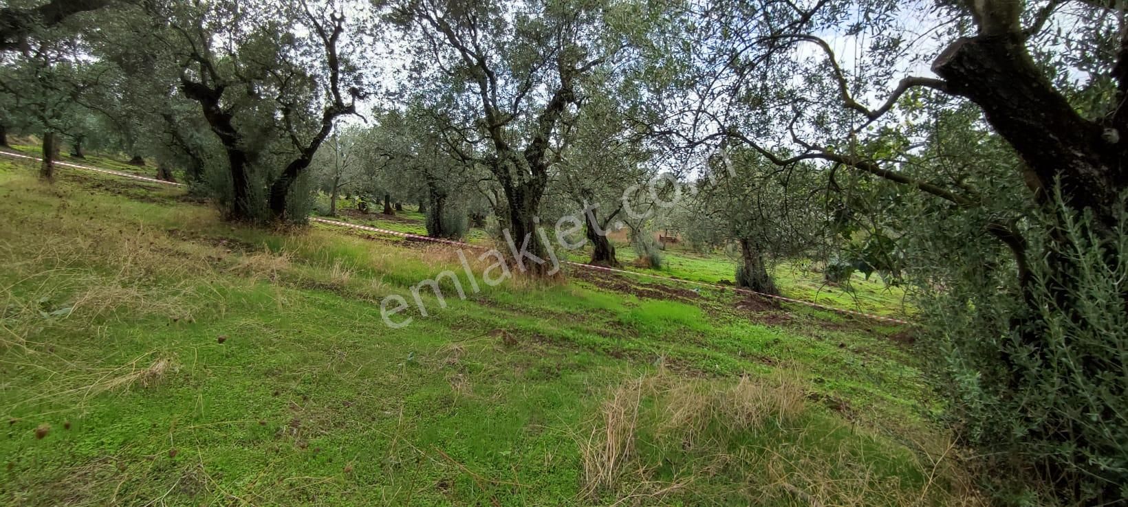 Bursa Gemlik Muratoba'da Satılık Zeytin Bahçesi - Görsel 17