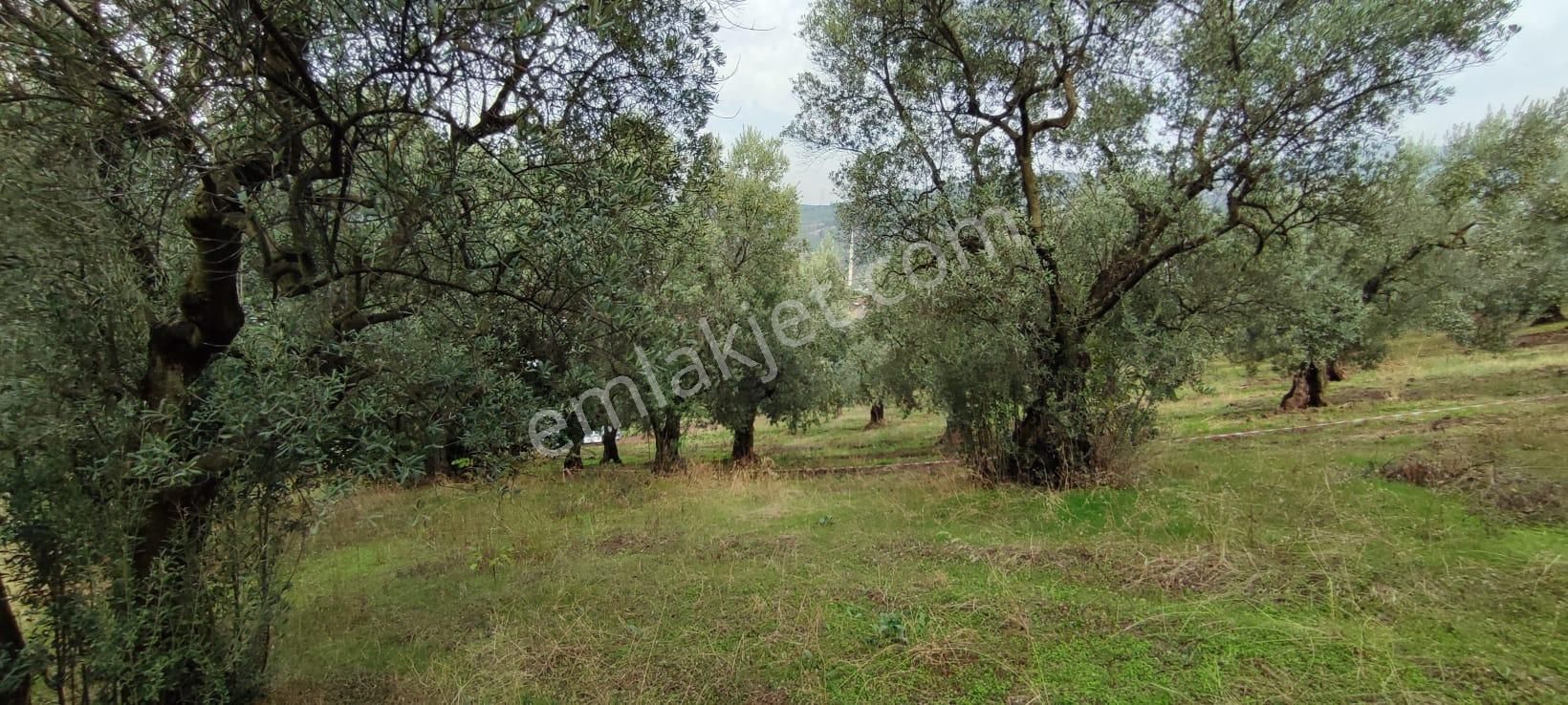 Bursa Gemlik Muratoba'da Satılık Zeytin Bahçesi - Görsel 11