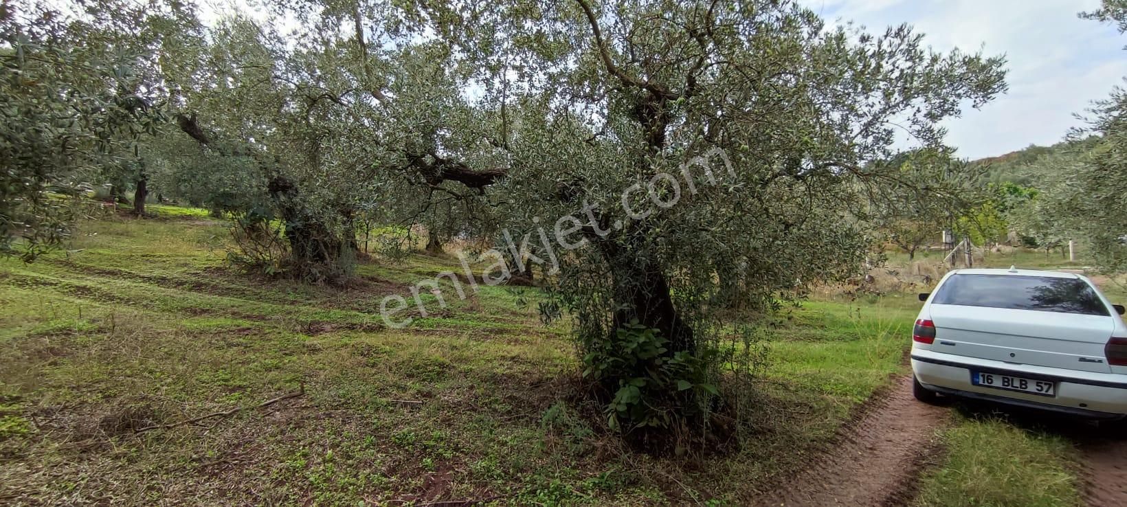 Bursa Gemlik Muratoba'da Satılık Zeytin Bahçesi - Görsel 26