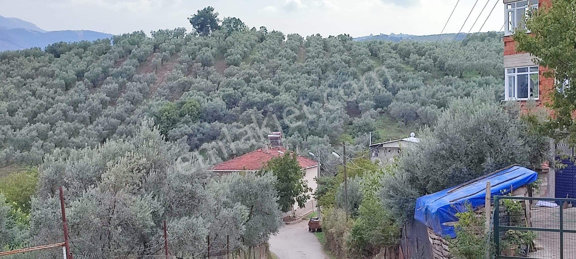Bursa Gemlik Muratoba'da Satılık Zeytin Bahçesi - Görsel 25