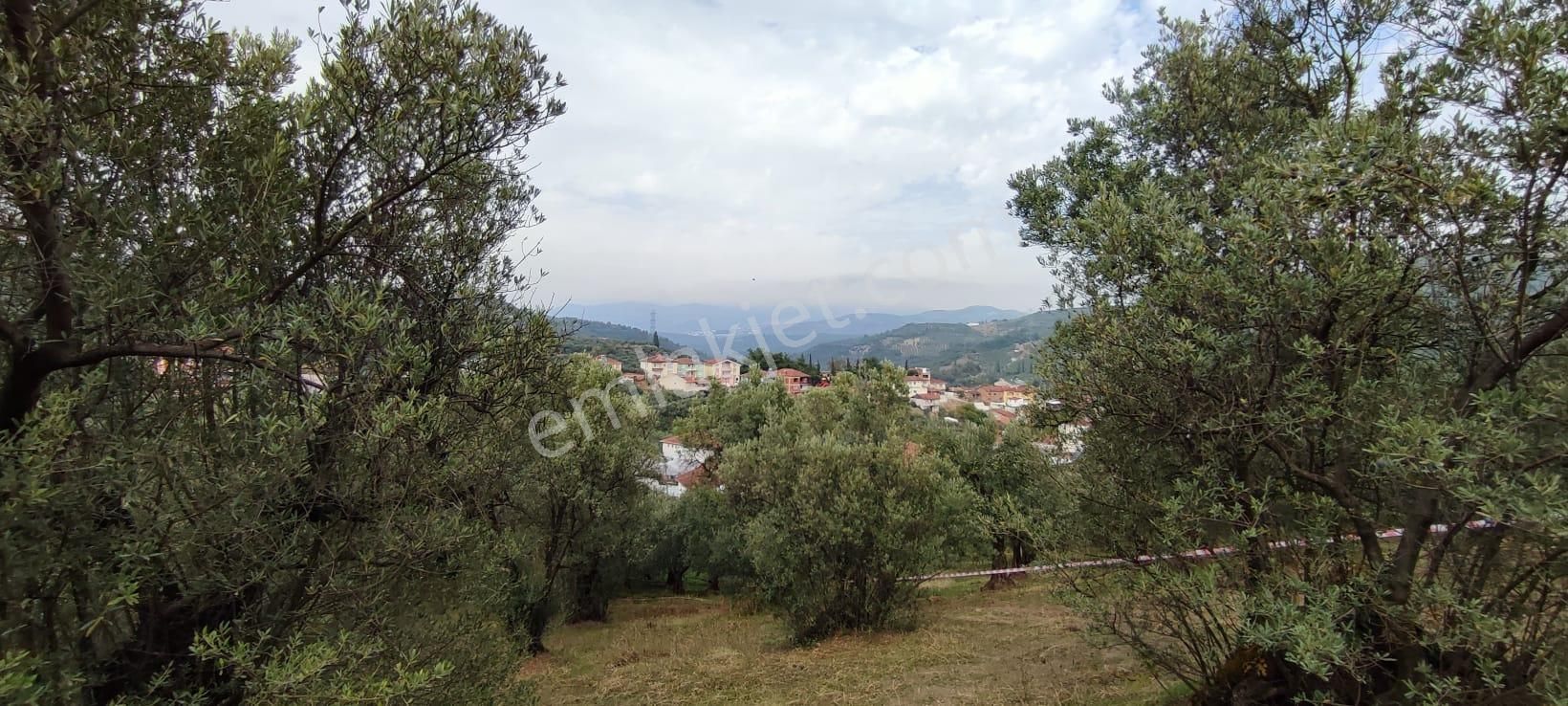 Bursa Gemlik Muratoba'da Satılık Zeytin Bahçesi - Görsel 4
