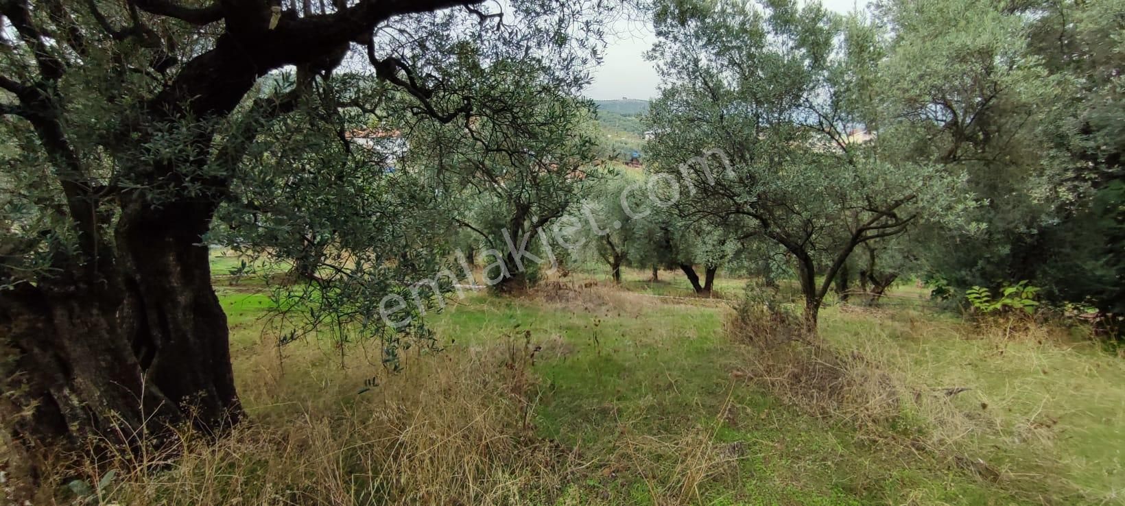 Bursa Gemlik Muratoba'da Satılık Zeytin Bahçesi - Görsel 9