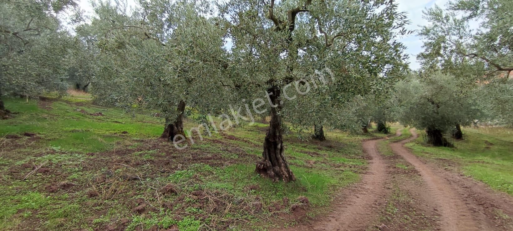 Bursa Gemlik Muratoba'da Satılık Zeytin Bahçesi - Görsel 15