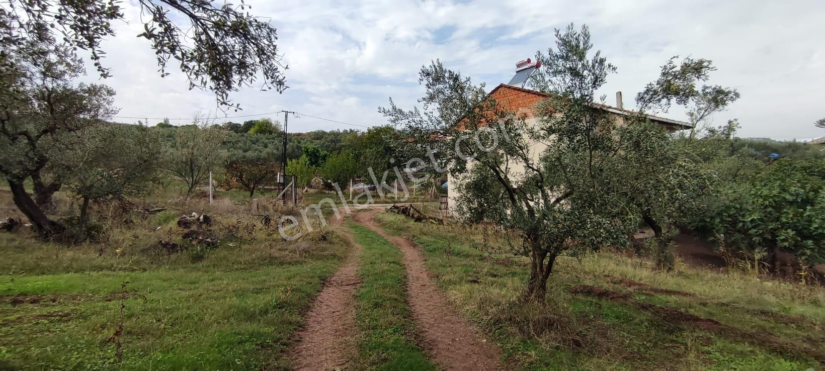 Bursa Gemlik Muratoba'da Satılık Zeytin Bahçesi - Görsel 21