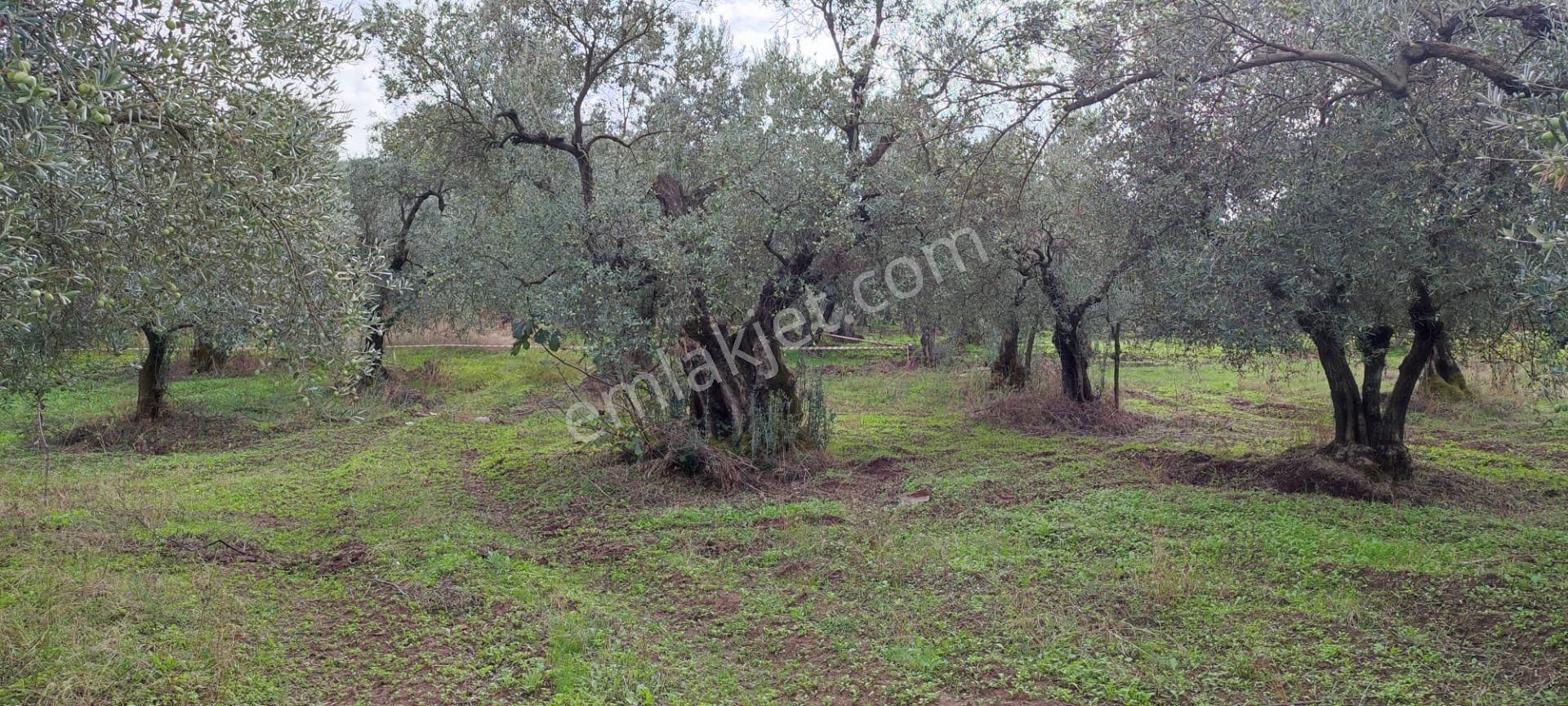 Bursa Gemlik Muratoba'da Satılık Zeytin Bahçesi - Görsel 20