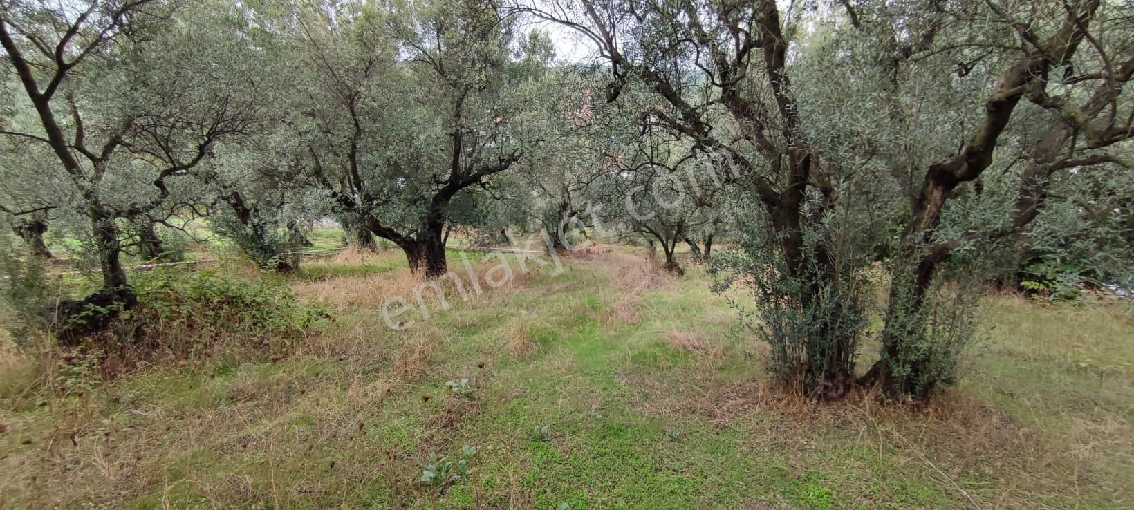 Bursa Gemlik Muratoba'da Satılık Zeytin Bahçesi - Görsel 5