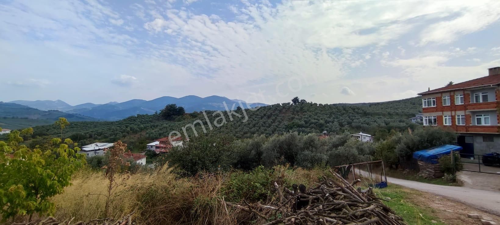 Bursa Gemlik Muratoba'da Satılık Zeytin Bahçesi - Görsel 27