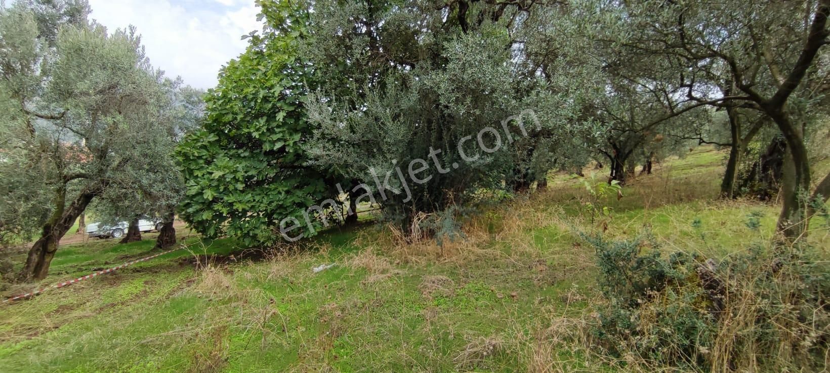 Bursa Gemlik Muratoba'da Satılık Zeytin Bahçesi - Görsel 13