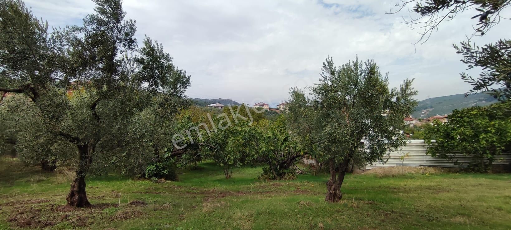 Bursa Gemlik Muratoba'da Satılık Zeytin Bahçesi - Görsel 19