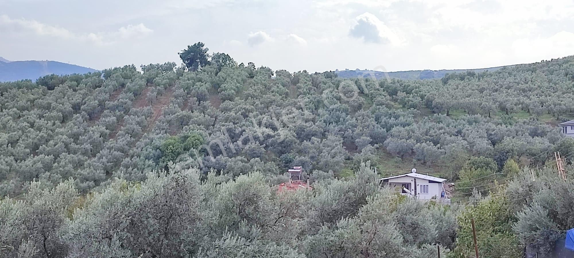 Bursa Gemlik Muratoba'da Satılık Zeytin Bahçesi - Görsel 29