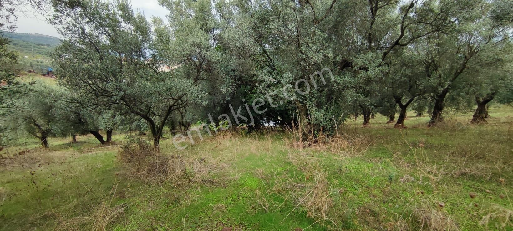 Bursa Gemlik Muratoba'da Satılık Zeytin Bahçesi - Görsel 8