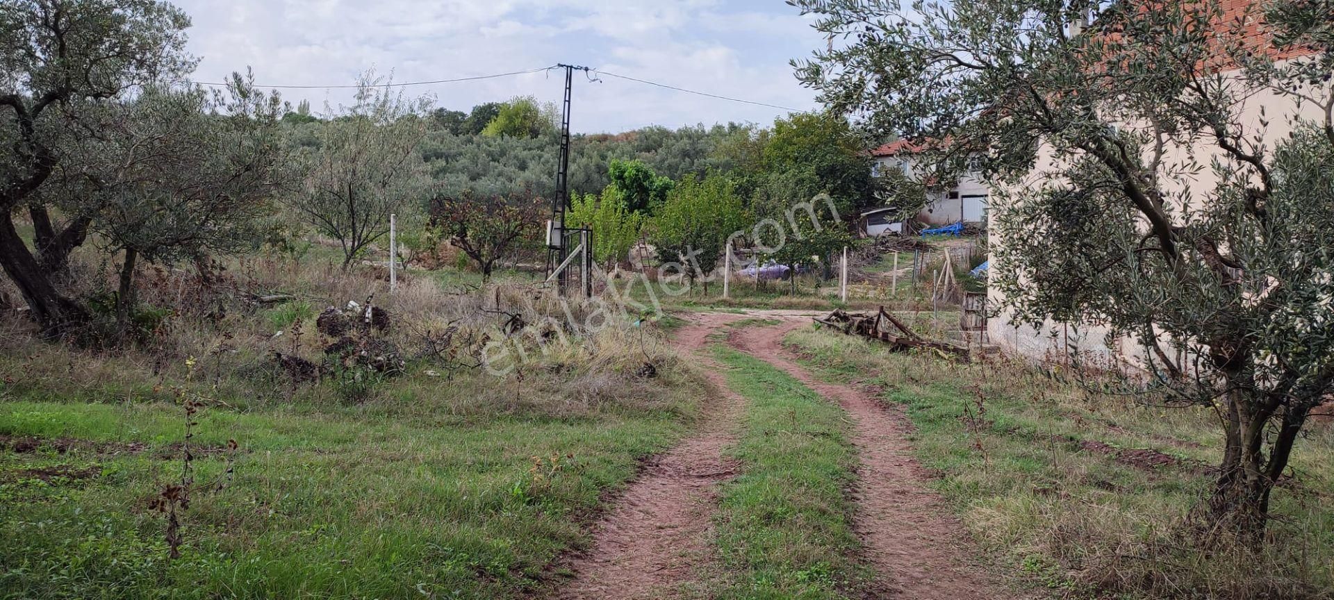 Bursa Gemlik Muratoba'da Satılık Zeytin Bahçesi - Görsel 23