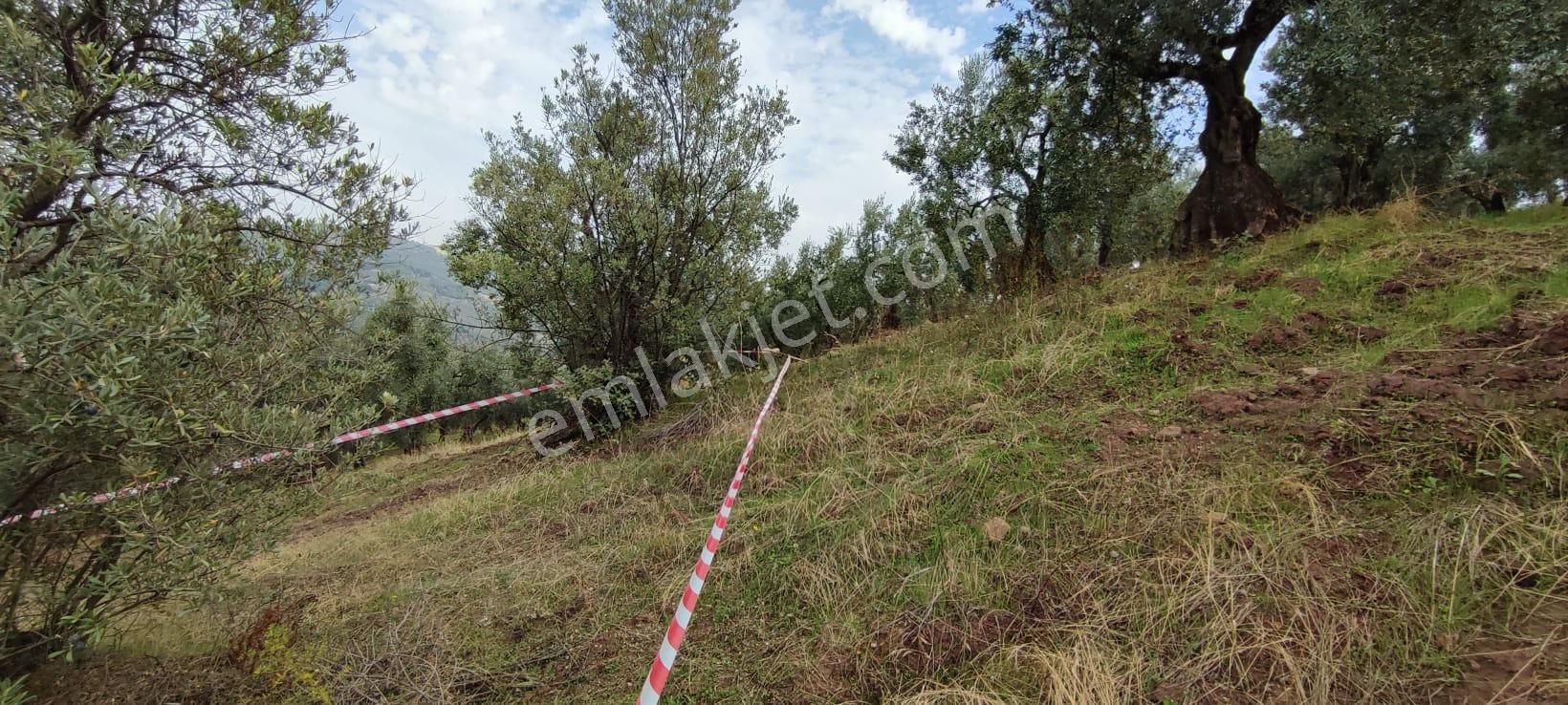 Bursa Gemlik Muratoba'da Satılık Zeytin Bahçesi - Görsel 6