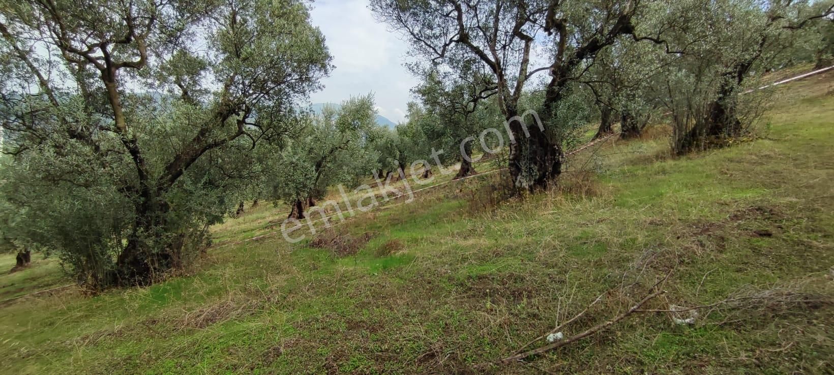 Bursa Gemlik Muratoba'da Satılık Zeytin Bahçesi - Görsel 14