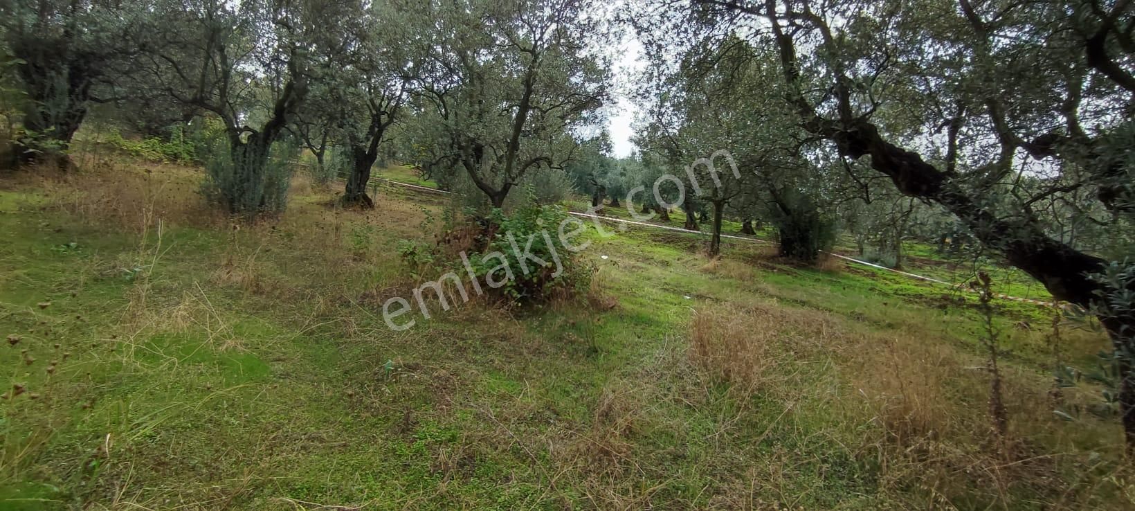 Bursa Gemlik Muratoba'da Satılık Zeytin Bahçesi - Görsel 12