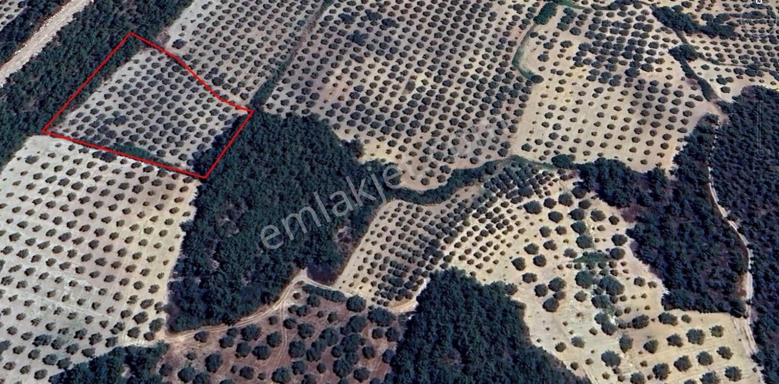 Manisa Gözlet De 5.800 M2 Zeytinlik , 140 Adet Trilye - Görsel 30